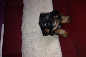 sprzedam mini yorki