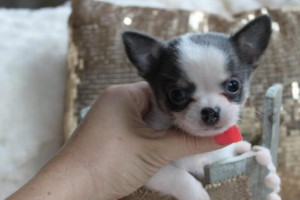 mini chihuahua