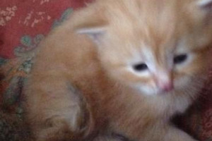 Dobre kocięta mainecoon