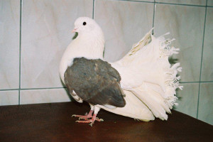 gołębie - sprzedaż