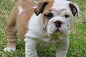 Buldog angielski szczenięta do przyjęcia