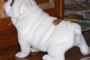Buldog angielski szczenięta do przyjęcia