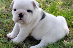 Buldog angielski szczenięta do przyjęcia