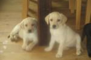 Szczeniaki labrador na sprzedaż