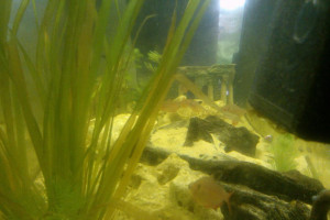 Sprzedam Akwarium 70L