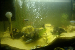 Sprzedam Akwarium 70L