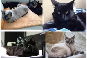 Oddam 2 przśliczne kotki do dobrego domu