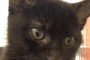 Oddam 2 przśliczne kotki do dobrego domu