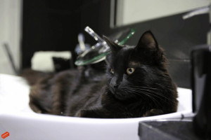 Oddam 2 przśliczne kotki do dobrego domu