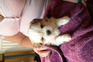 Shih tzu