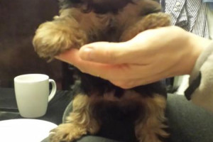 yorkie tee cup Miniaturki
