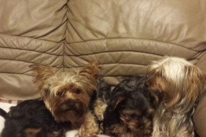 yorkie tee cup Miniaturki