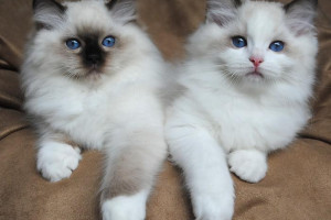 Adorable KOCIĘTA Ragdoll