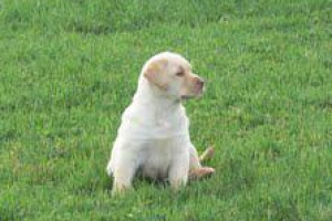 Labrador szczenięta do przyjęcia
