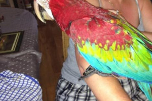 Dobrze wyszkolony papuga ara..