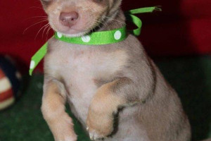 chihuahua puppy