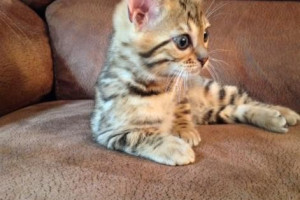 Bengal kotek gotowy. czystej rasy Bengal kotek z rodowodem.
