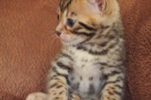 Bengal kotek gotowy. czystej rasy Bengal kotek z rodowodem.