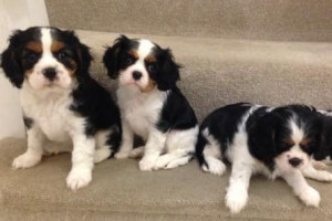 cavalier king charles