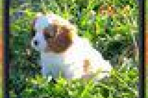 Szczeniaki Cavalier King Charles Spaniel