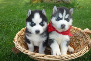 Siberian Huskies