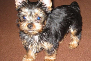 yorkshire puppies