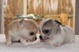 Małe szczeniaki Chihuahua gładki