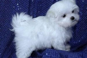 maltański szczenięta dobrze wygląda