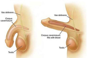 Oryginalna viagra cialis odbiór
