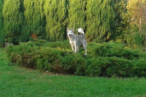 oddam psa rasy husky