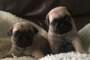 Pug szczenięta na sprzedaż