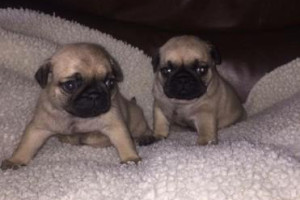 Pug szczenięta na sprzedaż