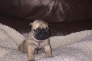 Pug szczenięta na sprzedaż