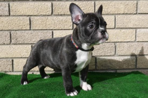 Buldog francuski [ liverpool]
