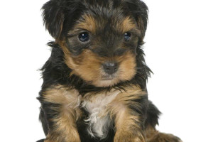 Malutkie rasowe szczenięta Yorki