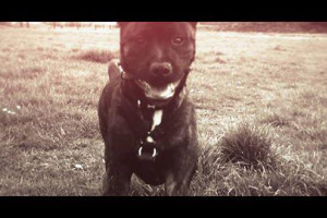 Staffordshire bullterrier