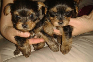 YORKI SZCZENIĘTA FILIŻANKA