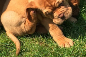 5 nie był zbyt gruby solidny KC Reg Dogue de Bordeaux szczeniaki