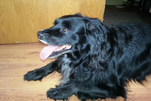 DOPUSZCZE PSA DO KRYCIA SUCZKI