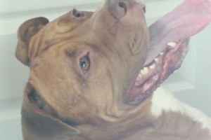 Mustiff x Amstaff Reproduktor