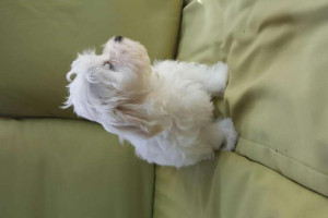 Niesamowite  Maltański  Szczeniak  Gotowe  Teraz