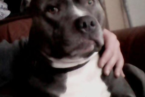 Blue Staffordshire bull terrier REPRODUKTOR