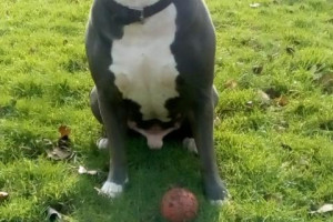 Blue Staffordshire bull terrier REPRODUKTOR