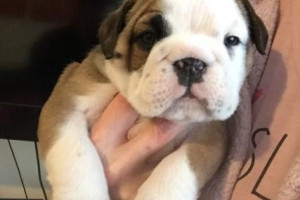British Bulldog Boys Ready go to a lovely home.