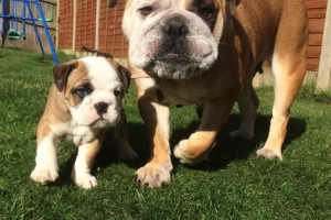 British Bulldog Boys Ready go to a lovely home.
