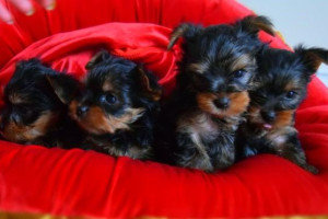 Szczenięta na herbatę yorkie