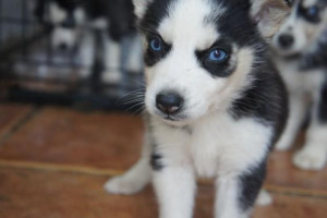 Słodkie syberyjskie husky szczenięta