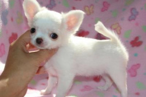 Uroczy miniaturowy rozmiar filiżanki Chihuahua szczenięta dostępne tuta