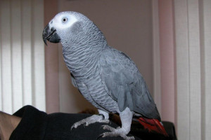 Afryki szary papugi dostępne