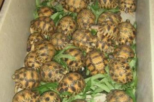 • Żółw sulcata na sprzedaż